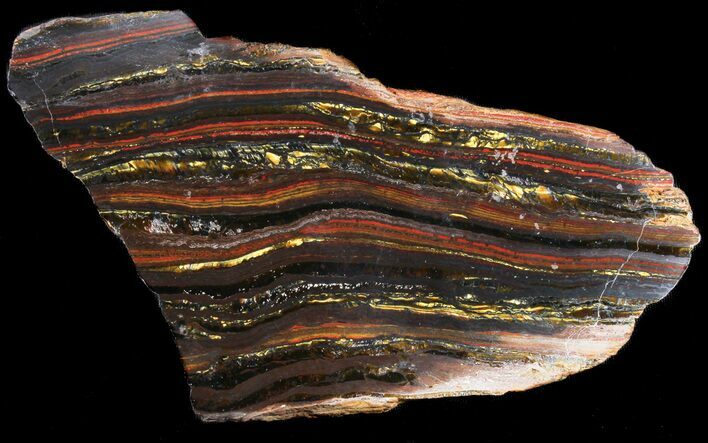 Polished Tiger Iron Stromatolite - ( Billion Years) #38921